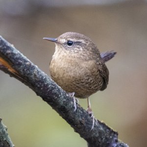 PacificWren2136.jpg