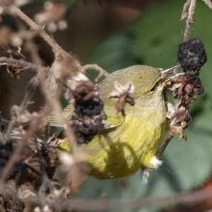 B03OrangeCrownedWarblerFemale2276.jpg