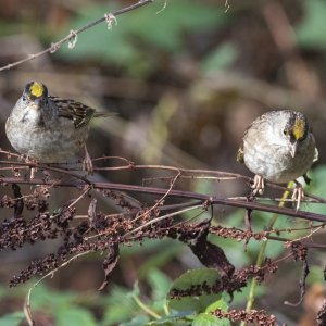 A05GoldenCrownedSparrowsOnDock2426.jpg