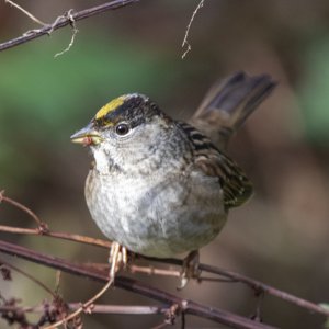 A06GoldenCrownedSparrowOnDock2422.jpg
