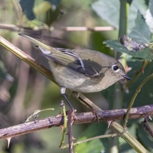 C07RubyCrownedKinglet2349.jpg