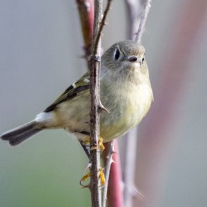 C08RubyCrownedKinglet2404.jpg