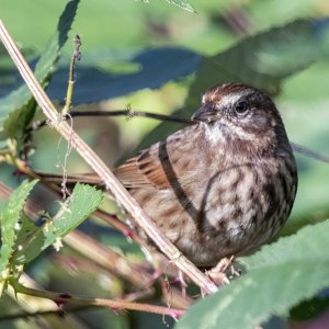 F14SongSparrow2546.jpg