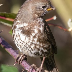 F15FoxSparrow2513.jpg