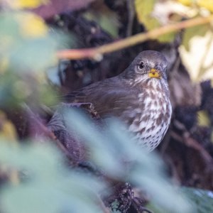 F16FoxSparrow2565.jpg