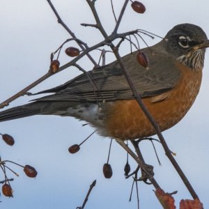 H19AmericanRobinMaleEatingPacificCrabapple2698.jpg