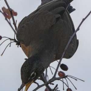H20AmericanRobinEatingPacificCrabapple2700.jpg