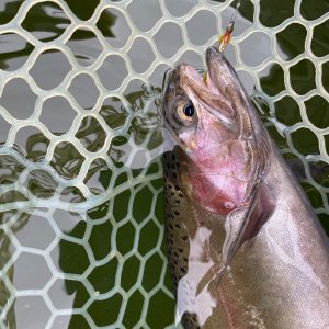 IMG_9544.jpeg