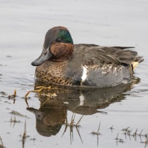 A04GreenWingedTealDrake2792.jpg