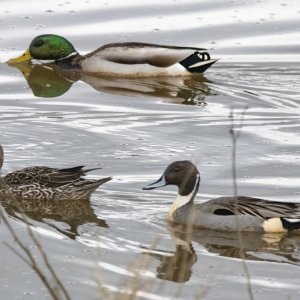 A05PintailPair&MallardDrake2829.jpg