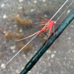 IMG_9740.jpeg