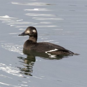 A01WhiteWingedScoterHen2842.jpg
