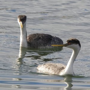 A02WesternGrebes2870.jpg