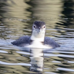 A09CommonLoon3033.jpg