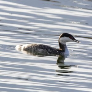A12HornedGrebe2887.jpg