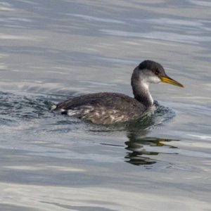 A13RedNeckedGrebe3138.jpg