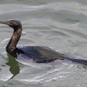 A14PelagicCormorant3107.jpg