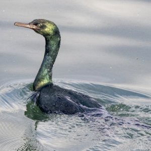 A15PelagicCormorant3129.jpg