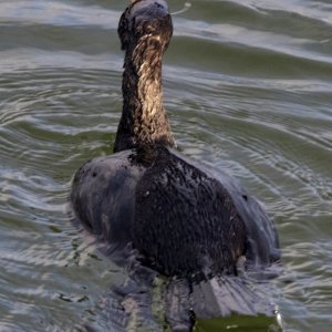 A16PelagicCormorantEatingBlackPrickleback3091.jpg