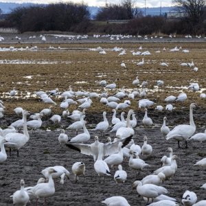 A00aSnowGeeseTundraSwans8650.jpg