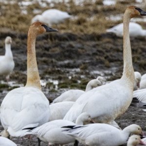 A00bTrumpeterSwansMixedWSnowGeese8615.jpg