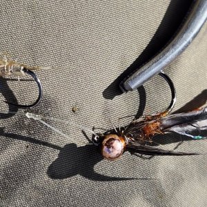 20241209_flies.jpg