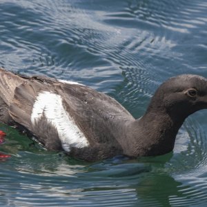 A04PigeonGuillemot3828.jpg