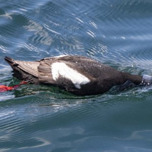 A05PigeonGuillemot3805.jpg