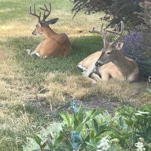 Front yard buddies - 1.jpeg