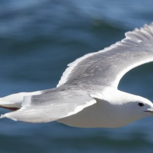 A01GlaucousWingedGull3909.jpg