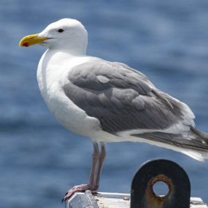 A06GlaucousWingedGull3788.jpg