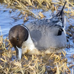 A01aPintailDrake3669 copy.jpg
