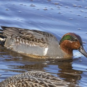 A03GreenWingedTealDrake3701 copy.jpg