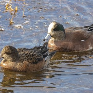 A04AmericanWigeonPair3750 copy.jpg