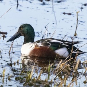 A06NorthernShovelerDrake3880 copy.jpg