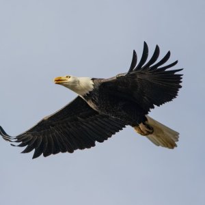 A07BaldEagleInFlight3612 copy.jpg