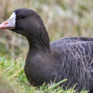 A10WhiteFrontedGooseAdult4147 copy.jpg