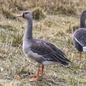 A11WhiteFrontedGooseJuvenile4108 copy.jpg