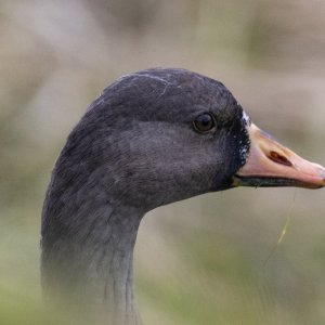 A12WhiteFrontedGooseJuvenile4143 copy.jpg