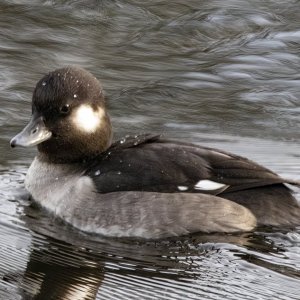 A13BuffleheadHen3189 copy.jpg