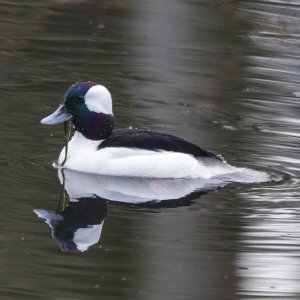 A14BuffleheadDrake4304 copy.jpg