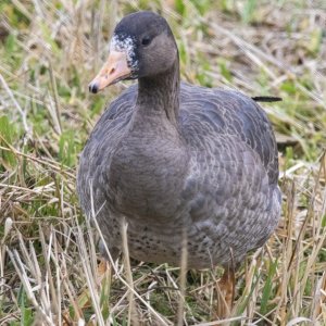 WhiteFrontedGooseJuvenile4160.jpg