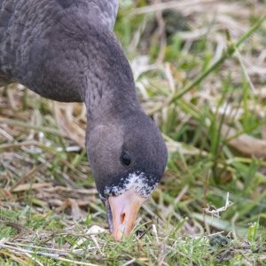 WhiteFrontedGooseJuvenile4171.jpg