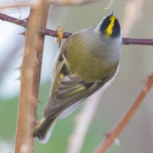 B03GoldenCrownedKinglet3899 copy.jpg
