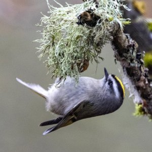 B03GoldenCrownedKinglet4009 copy.jpg