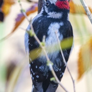 B04DownyWoodpecker3566 copy.jpg