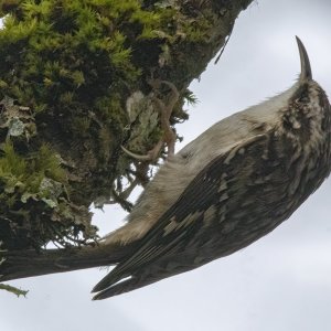 B06bBrownCreeper3954 copy.jpg