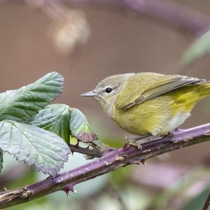 B06caOrangeCrownedWarbler4247 copy.jpg