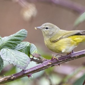 B06dOrangeCrownedWarbler4250 copy.jpg