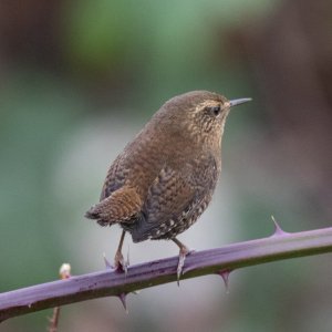 B08aPacificWren3934 copy.jpg